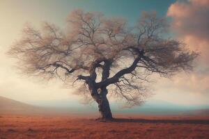 A lone tree stands in the middle of a field photo