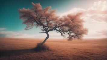 A lone tree in the middle of a field photo