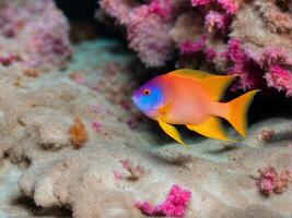 A colorful fish is swimming in a coral reef photo