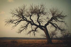 A bare tree in the middle of a field photo