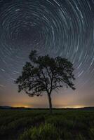 A lone tree in the middle of a field with star trails photo