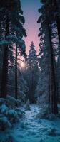 A snowy forest with trees and the sun setting photo