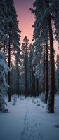 A path through the snow in a forest at sunset photo