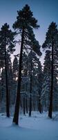 A group of trees in the snow at dusk photo