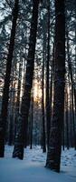 A group of trees in the snow with the sun setting behind them photo