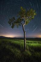 A lone tree stands in the middle of a field under a star trail photo