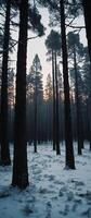 A group of trees in a snowy forest photo