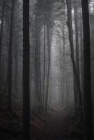 A path through a forest with trees and fog photo