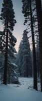 A snowy forest with trees and snow photo