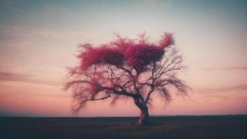A pink tree in the middle of a field photo