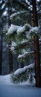 A pine tree covered in snow in the woods photo