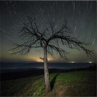 A tree stands alone in the middle of a field at night photo