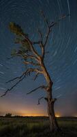 A lone tree stands in the middle of a field at night photo
