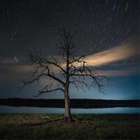A tree stands alone in the middle of a field at night photo
