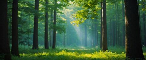 A path through a forest with trees and sunlight photo