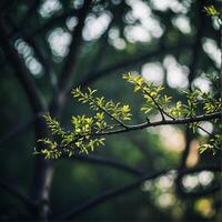 A branch with green leaves in the background photo