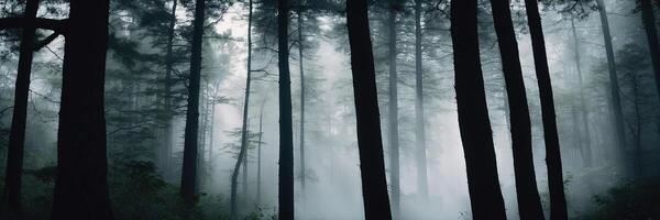 Dark and foggy forest with tall trees photo