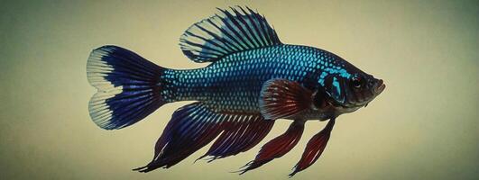 A blue and red fish with long fins photo