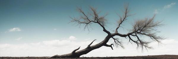 A dead tree in the middle of a field photo