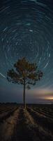 A lone tree in the middle of a field with star trails photo
