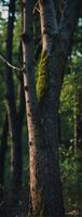 A close up of a tree with moss on it photo