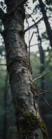 A tree with mossy branches in the woods photo