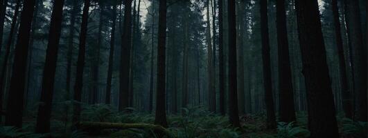 Dark forest with tall trees and moss photo
