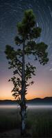 A lone tree stands in the middle of a field at night photo