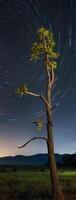 A lone tree stands in the middle of a field at night photo