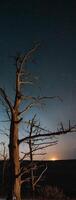 A dead tree stands in the middle of a field at night photo