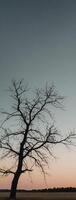 A lone tree stands in the middle of a field photo