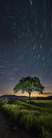 A lone tree in the middle of a field under a star trail photo