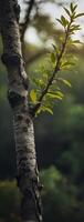 A tree branch with leaves growing on it photo