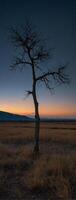A lone tree stands in the middle of a field at night photo