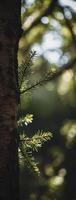 A close up of a tree trunk with a small tree branch photo