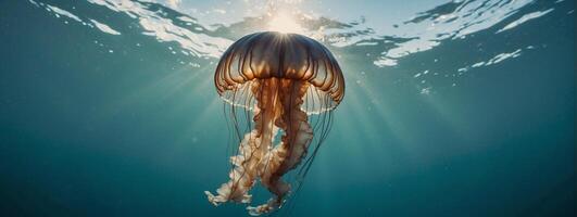 A jellyfish floating in the ocean with sunlight shining through photo