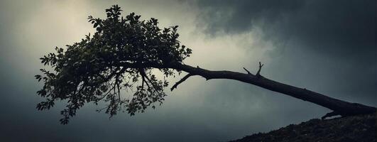 A tree is standing on a hill with dark clouds in the background photo
