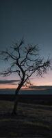 A lone tree in the middle of a desert at dusk photo