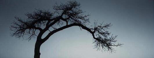 A lone tree stands in the middle of a field photo