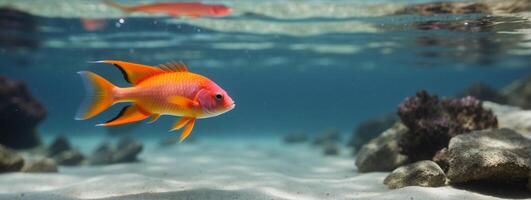 A red fish swimming in the ocean photo