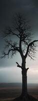 A lone tree stands in the middle of a field photo