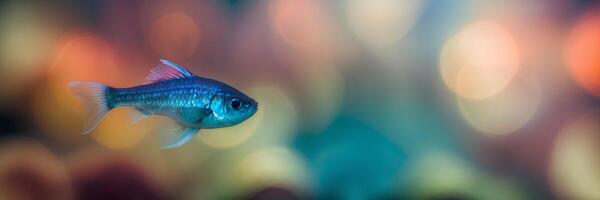 A fish with a bright blue and green color photo