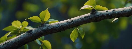A close up of a tree branch with green leaves photo