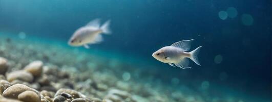 Two fish swimming in the ocean with rocks photo