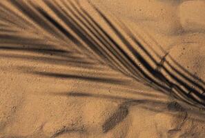 Shadow of a palm branch on yellow sand on a beach in Egypt photo