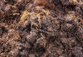 Pile of smelly pet dung. A pile of manure on the farm. photo