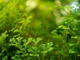 The fine and delicate leaves of the Spike Moss fern photo