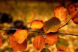 Beautiful autumn background with maple leaves on a black asphalt close up. Colorful Outdoor autumn concept photo