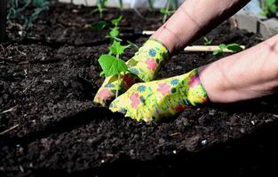 a woman's hands in gloves are transplanting seedlings of cucumbers, tomatoes from a pot into the ground, spring work in the garden, the concept of eco-products photo