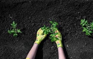 a woman's hands in gloves are transplanting seedlings of cucumbers, tomatoes from a pot into the ground, spring work in the garden, the concept of eco-products photo